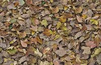 Forbo Flotex Image 000510 pebbles, 000509 autumn leaves - green