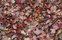 Forbo Flotex Image 000450 woodchip, 000532 red leaves