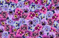 Forbo Flotex Image 000536 knit, 000410 pink floral